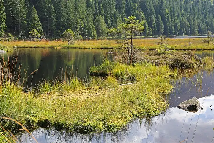 Bavarian Forest