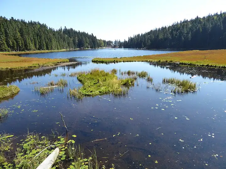 Bavarian Forest