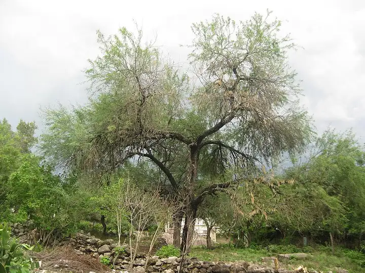 Rayón